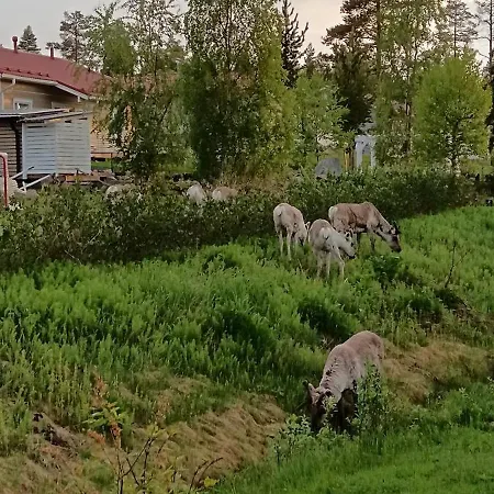 Little Aurora Gasthuis Rovaniemi